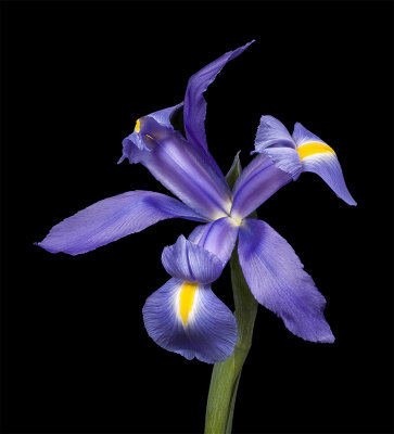 2020-08-15-15.20.11 ZS PMax_1.jpg