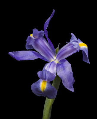 2020-08-16-15.07.28 ZS PMax.jpg