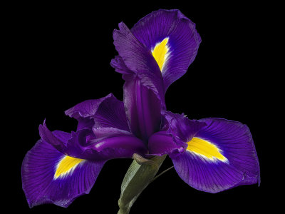 2020-10-04-10.46.05 ZS PMax.jpg