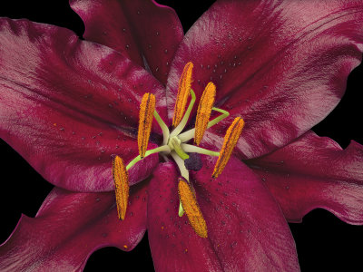 Asian Lily