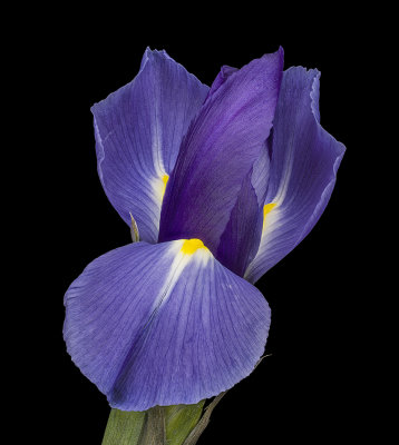 2020-11-15-10.43.37 ZS PMax.jpg