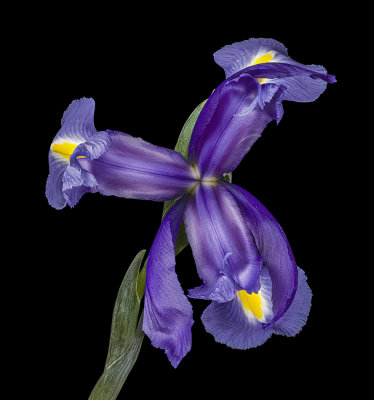 2020-11-15-13.42.07 ZS PMax.jpg