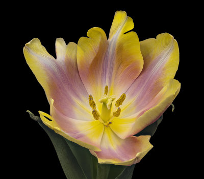 Tulip