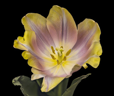 2021-03-17-15.17.36 ZS PMax.jpg