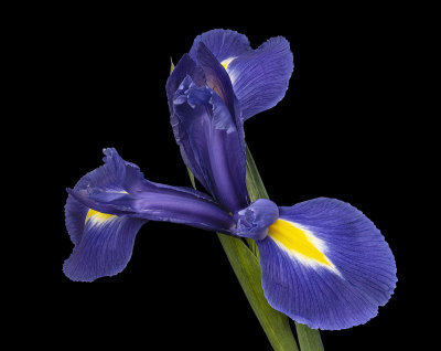2021-03-27-15.39.23 ZS PMax.jpg