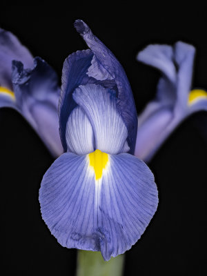 2021-04-03-12.02.42 ZS PMax.jpg