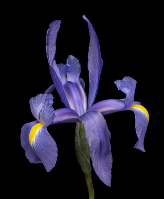 2021-04-04-17.28.58 ZS PMax.jpg