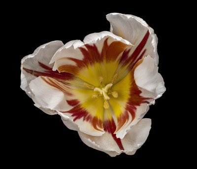 2021-04-05-13.40.44 ZS PMax.jpg