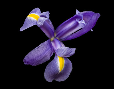2021-05-12-15.49.49 ZS PMax.jpg
