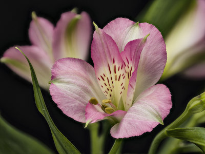2021-05-19-09.50.26 ZS PMax.jpg