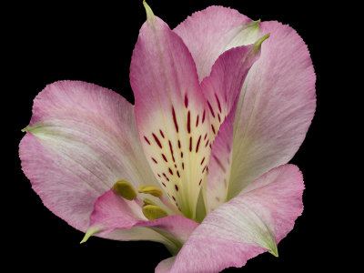 2021-05-19-10.25.33 ZS PMax.jpg