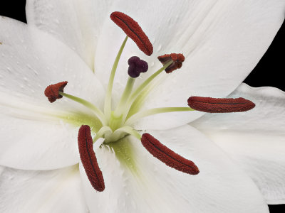 2021-05-21-15.58.58 ZS PMax.jpg