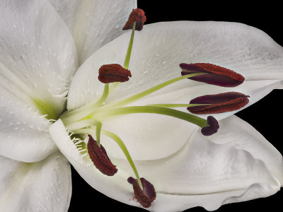 2021-05-23-11.26.52 ZS PMax.jpg