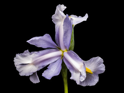 2021-06-26-10.44.18 ZS PMax.jpg