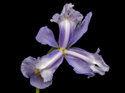 2021-06-26-11.21.58 ZS PMax.jpg