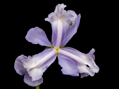 2021-06-26-11.30.04 ZS PMax.jpg