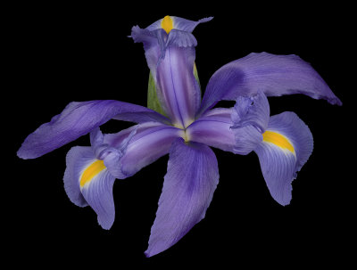 2021-08-06-21.38.12 ZS PMax.jpg