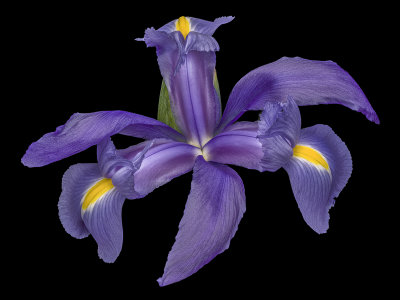 2021-08-06-20.09.23 ZS PMax.jpg