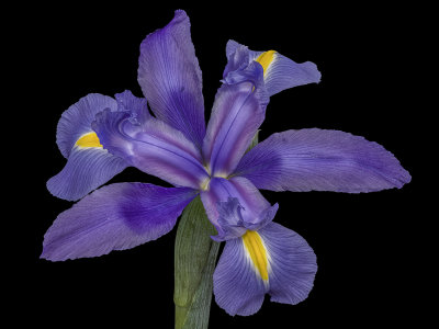 2021-08-22-11.37.21 ZS PMax.jpg