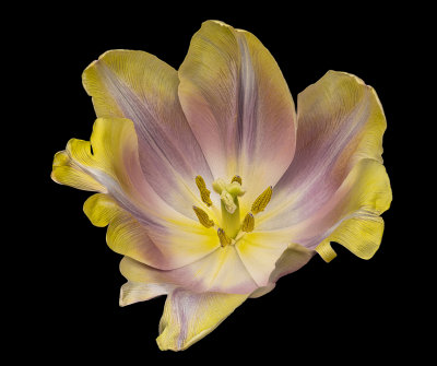 2021-03-17-15.17.36 ZS PMax_no leaves.jpg