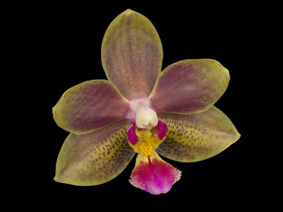 Phalaenopsis