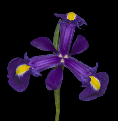 2021-12-10-15.27.12 ZS PMax_crop.jpg