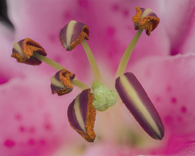 2022-01-04-15.49.42 ZS PMax.jpg
