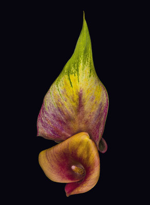 2021-11-20-09.48.06 ZS PMax_1_crop.jpg