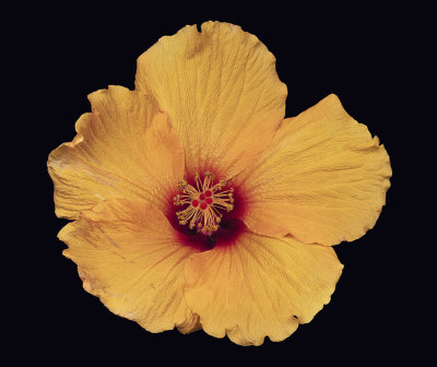 2022-03-11-13.39.10 ZS PMax_crop.jpg