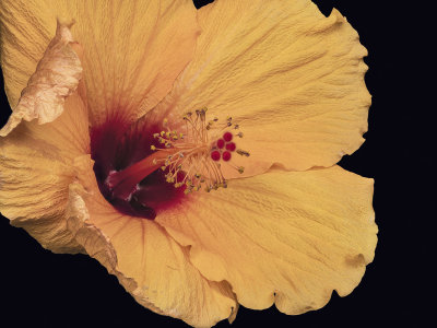 2022-03-11-15.29.44 ZS PMax.jpg