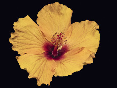 2022-03-13-17.26.36 ZS PMax.jpg