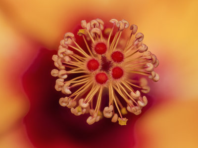 2022-03-13-09.06.57 ZS PMax.jpg