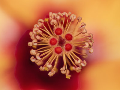 2022-03-13-10.06.14 ZS PMax.jpg