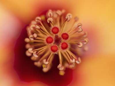 2022-03-13-10.39.20 ZS PMax.jpg