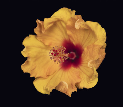 2022-03-16-11.00.56 ZS PMax_crop.jpg
