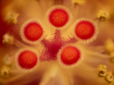 2022-03-19-11.34.10 ZS PMax.jpg