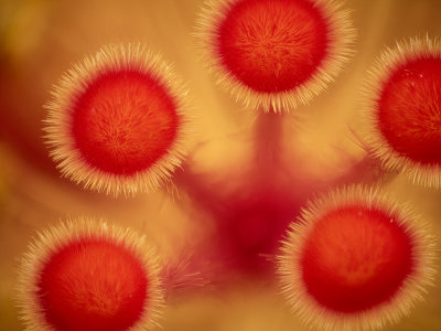 2022-03-19-11.51.12 ZS PMax.jpg
