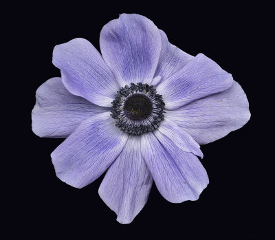 2022-03-26-15.47.26 ZS PMax_crop.jpg