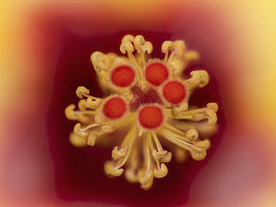 2022-03-27-10.53.08 ZS PMax.jpg