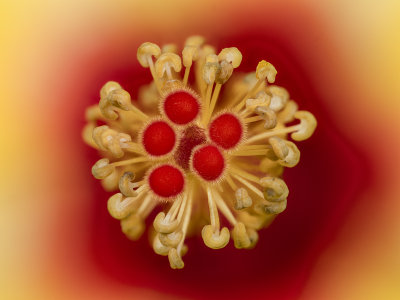 2022-04-02-13.22.42 ZS PMax.jpg