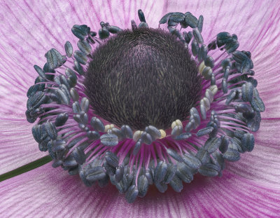 2022-04-04-13.23.26 ZS PMax.jpg
