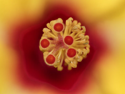 2022-04-06-10.06.15 ZS PMax.jpg