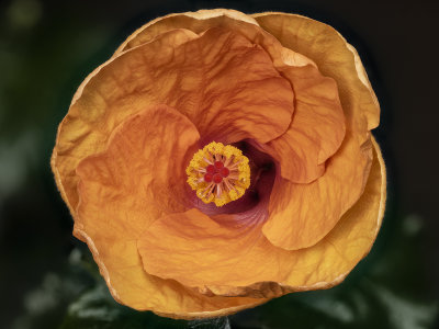 2022-04-15-16.52.26 ZS PMax.jpg