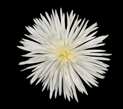 Spider Chrysanthemum