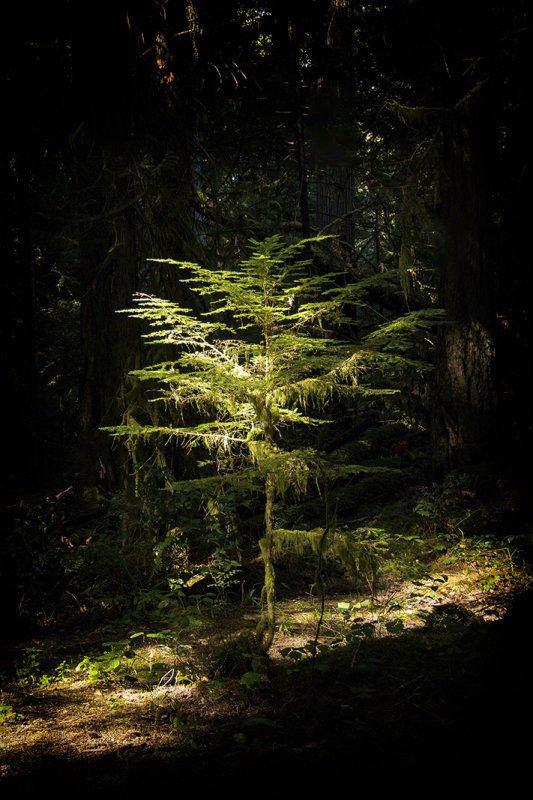 The Star of the Clearing