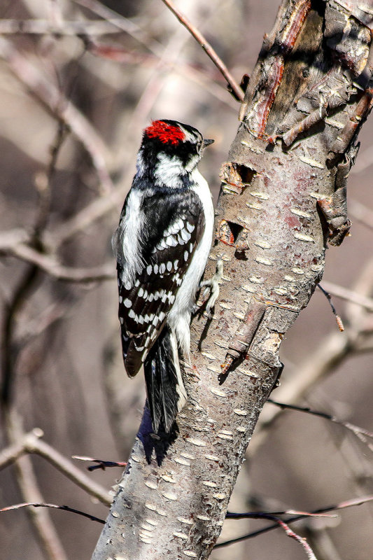 Downy Woodpecker