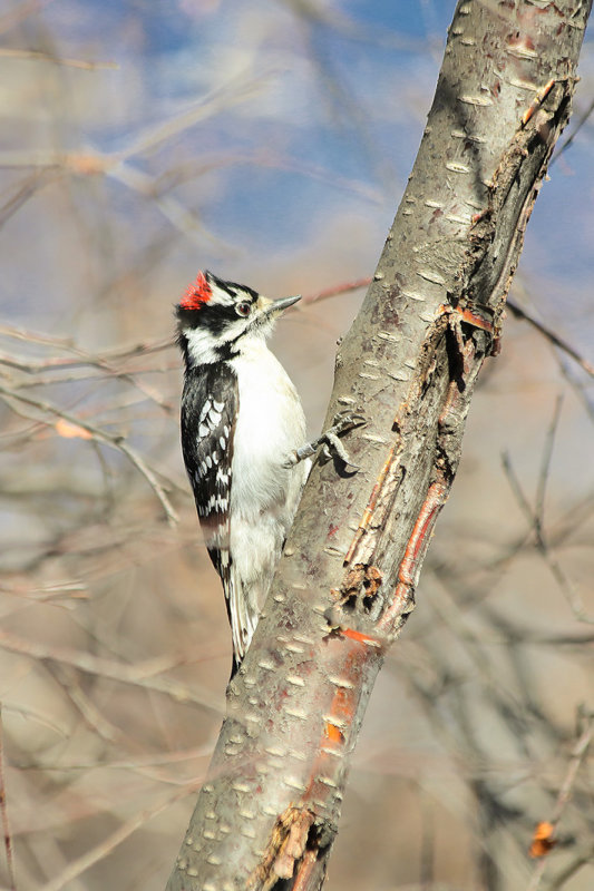 Downy Woodpecker