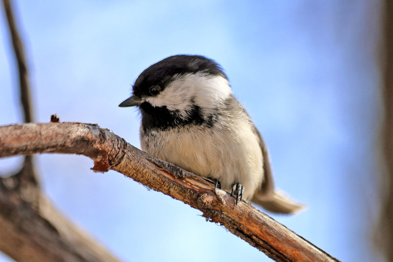 Black-Capped Chickadee
