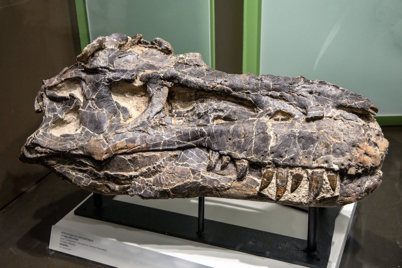 Albertosaurus Sarcophagus