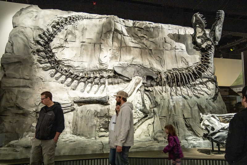 Original Skeleton of Tyrranosaurus rex